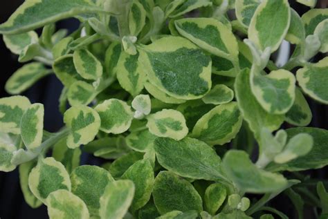 Lime Variegated Vinca Vine | Fogler's Greenhouse | Rochester, MI