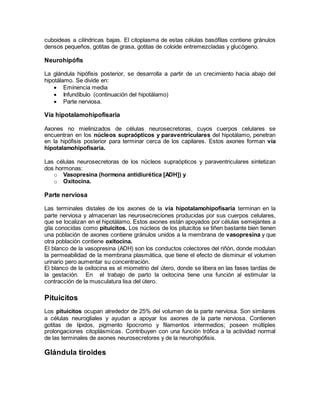 Sistema Endocrino Pdf