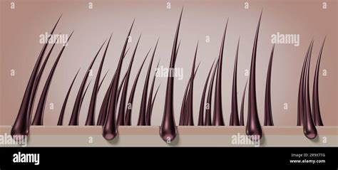 Healthy Hair Follicles And Skin Under Microscope 3d Illustration