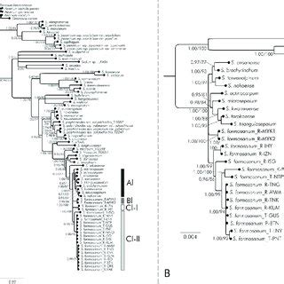 Bayesian Phylogenetic Tree Based On ITS Sequences For Eastern Asian