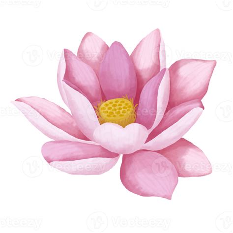 Watercolor Lotus Flower 24188835 Png