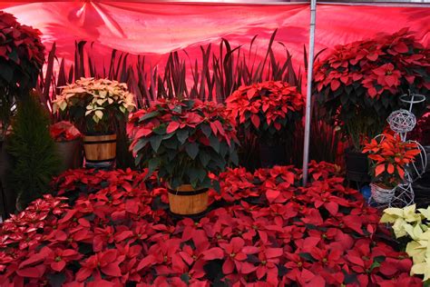 Festival De Flores De Nochebuena En Cdmx