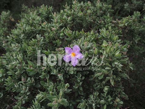 CZYSTEK Cistus incanus Herbata Ziołowa Herbavis pl