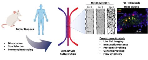 Immune Checkpoint Modulation Aim Biotech