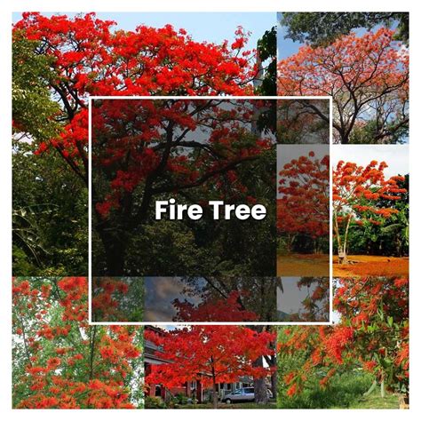 How to Grow Fire Tree - Plant Care & Tips | NorwichGardener