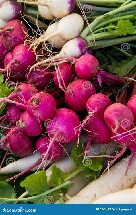 Turnip And Radishes Stock Photo Image Of Cooking Retail 16651274