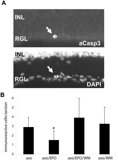 EPO PKB Akt Dependently Suppressed Activation Of Caspase 3 In