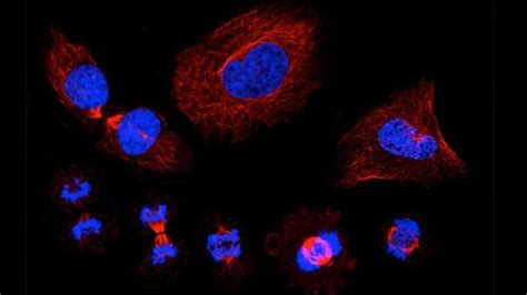 Team Identifies 300 Proteins That Regulate Cell Division Technology Networks