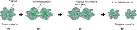 Draw In Sequence Showing The Four Stages The Process Of Binary Fission In Amoeba