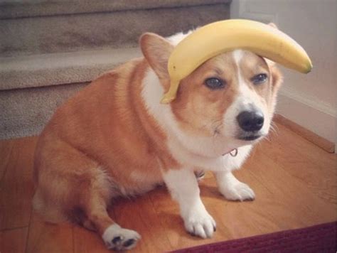 Can Dogs Eat Bananas? Health Benefits, Side Effects & Tips