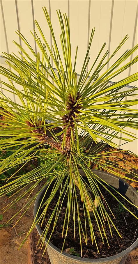 Сосна Джеффри Pinus jeffreyi Joppi - купить по выгодной цене | teofrast