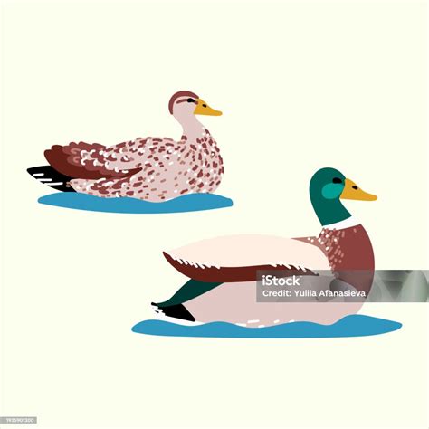 Wild Ducks Isolated In Flat Cartoon Design Male And Female Of Mallard