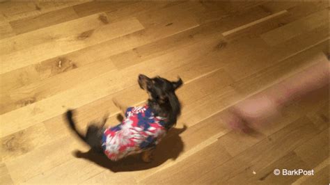 Chihuahua- GIFs - Find & Share on GIPHY