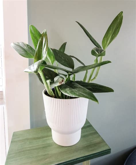 Monstera Standleyana Plant Care Guide Keep Your Plants Alive