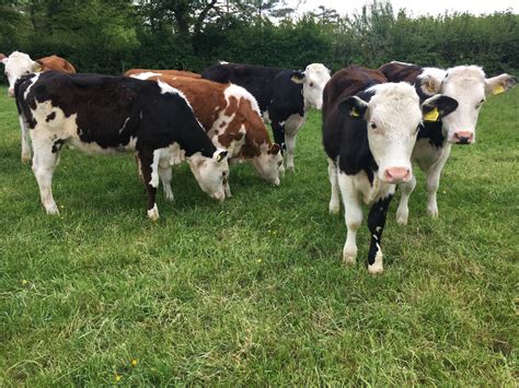 Test Before Treating Calves With Wormer This Spring Cows Promoting