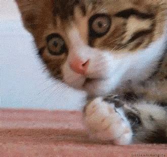 Cat Paw GIF - Cat Paw Omg - Discover & Share GIFs