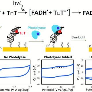 Cyclic voltammetry of thymine dimer repair by photolyase. (Top ...