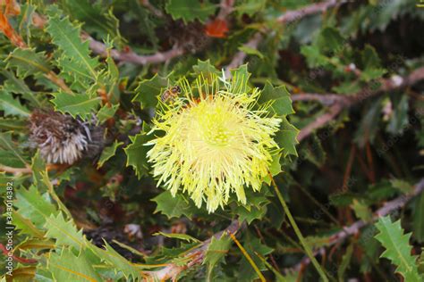 Flowering Parrot Bush Banksia Sessilis Var Cordata Endemic To