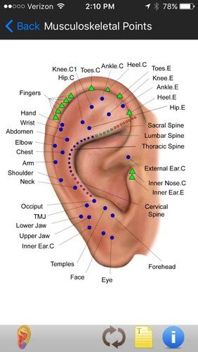 Midterm Points Auricular Description Flashcards Quizlet