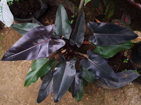 Philodendron Black Majesty Plant care - Harvest Indoor