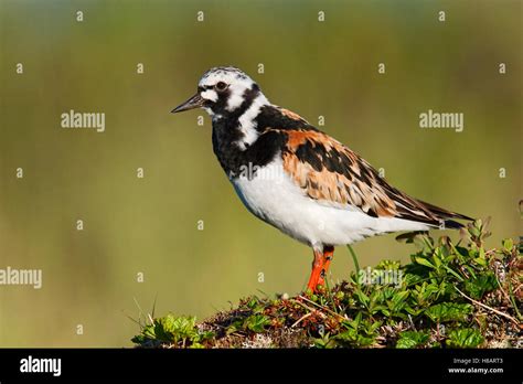 Ruddy Turnstone Arenaria Interpres On Arctic Tundra Varanger