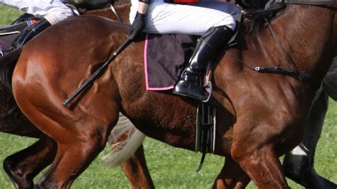 Petition · Ban The Grand National as a National Disgrace - United