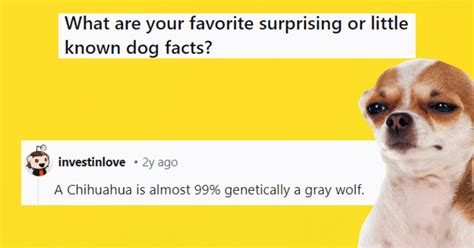 Silly And Suprsing Funny Dog Facts That Will Make You Think Hard About