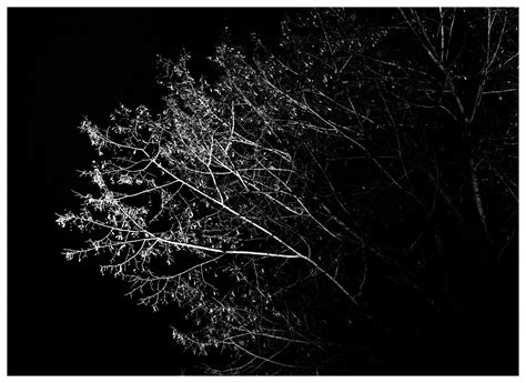 In the treetops on Behance
