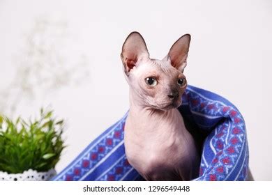 Naked Cat Breed Canadian Sphinx Sitting Stock Photo Shutterstock