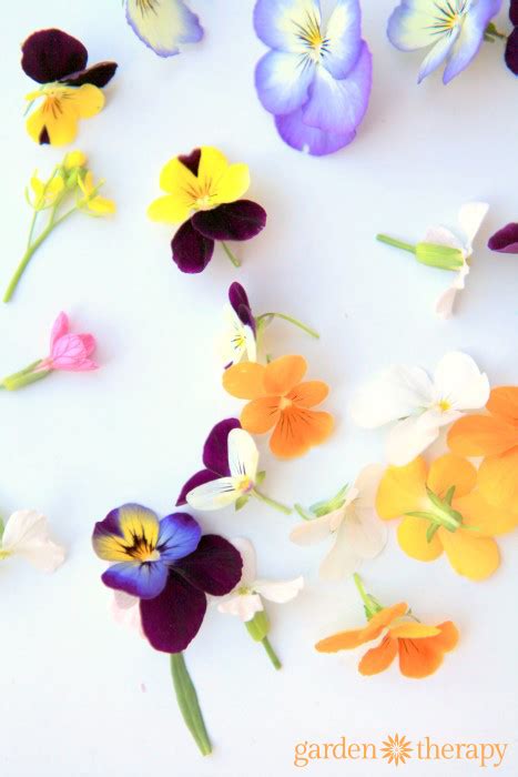 The Ten Best Edible Flowers to Grow in Your Garden