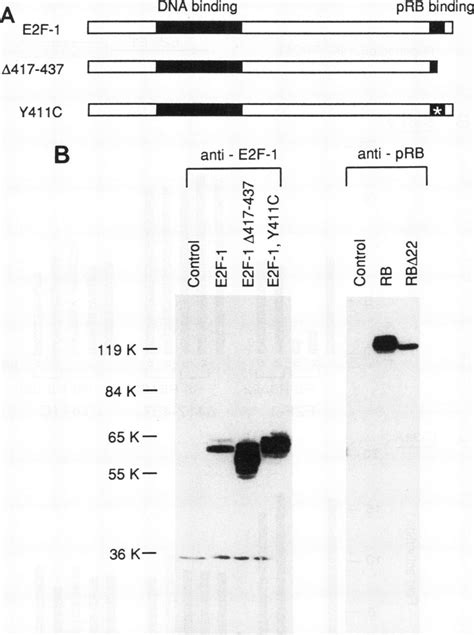 Expression of E2F-1 proteins. (A) Diagram of wild-type and mutant E2F-1 ... 