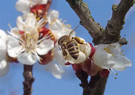 All About Apricot Tree Pollination One Tree Or Two The Fruit Grove