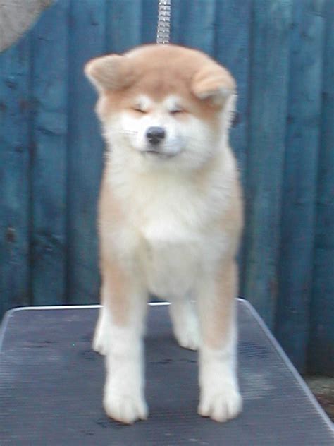 Japanese Akita Puppies | Top Dog Directory