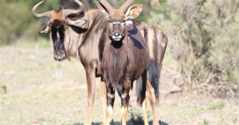 Hankey Safari Nella Riserva Naturale Privata Di Pabala Con Snack