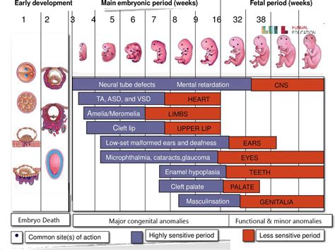 Antifungal Therapy In Pregnancy And Lactation Ppt Download