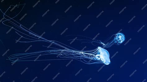 Premium Photo Glow Jellyfish Chrysaora Quinquecirrha In Blue Water