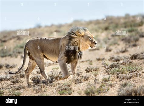 Male Lion In The Wind Hi Res Stock Photography And Images Alamy