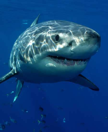 shark facts  information