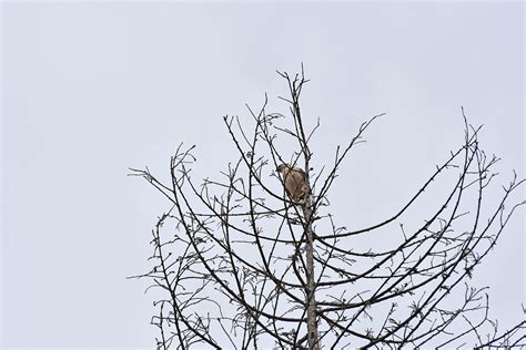 Animals Seen At Claremont Botanical Garden - Rancho Santa Ana Botanic ...