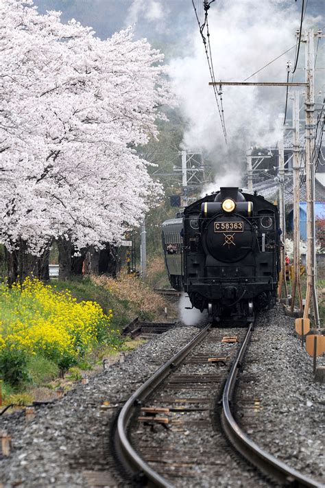 Slパレオエクスプレス秩父鉄道の桜｜花見特集2025