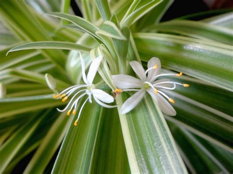 As características e cultivo do Clorofito Chlorophytum comosum