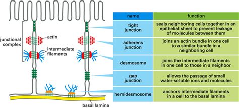 An Overview Of Cell Junctions Cellular Communications Biology Exams 4 U