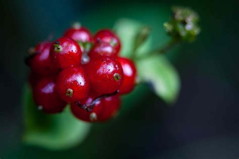 Sarsaparilla: 3 Benefits, Uses, and Risks