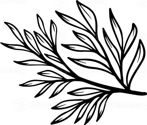 Leaf Sketch Line Art Illustration 10863430 PNG