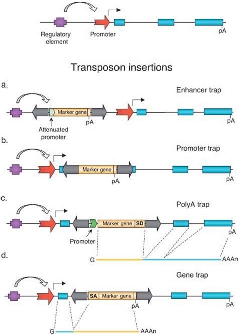 Transposon Based Gene Trapping Vectors On Top A Hypothetical