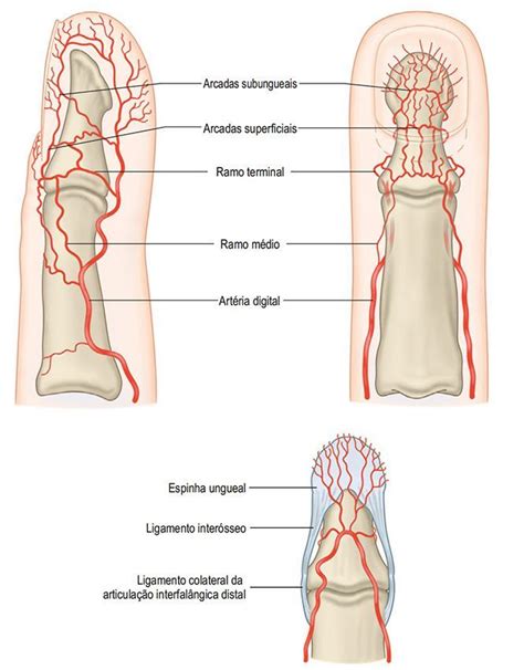 Artérias do Membro Superior Anatomia Online Anatomia online