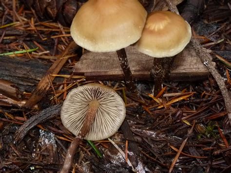 Woodchip Trail Finds Mushroom Hunting And Identification Shroomery