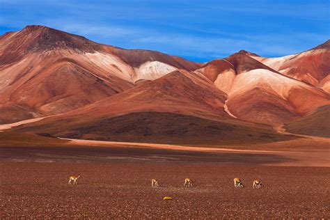 31 Adventure To The Altiplano Bolivia International Traveller Magazine