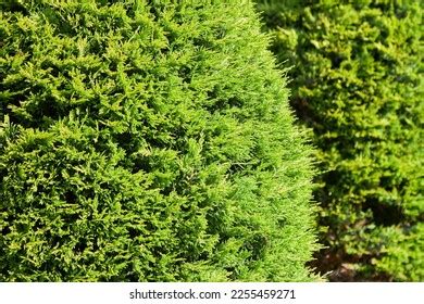 Thuja Occidentalis Eastern Arborvitae Close Up Texture Stock Photo