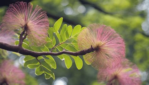 Arbre Soie Albizia Comment Et Quand Tailler Un Arbre Soie